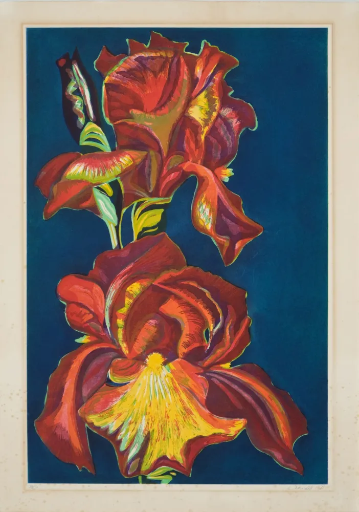 アクチアント Nesbitt - Iris