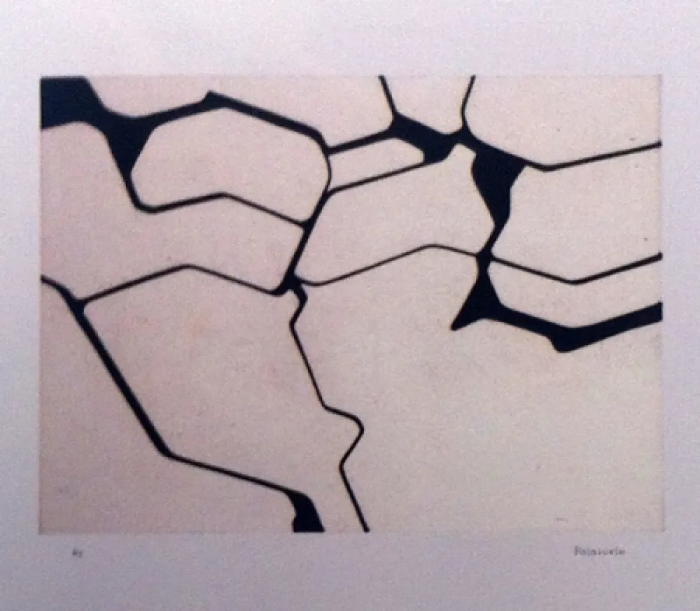 アクチアント Palazuelo - Nemo II