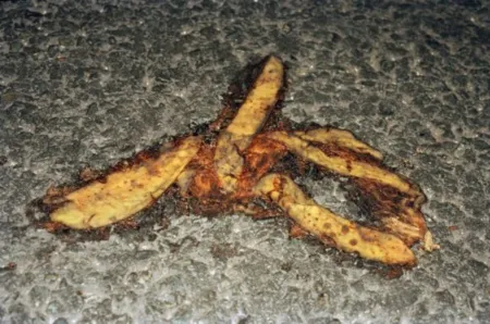 多数の Parr - #27