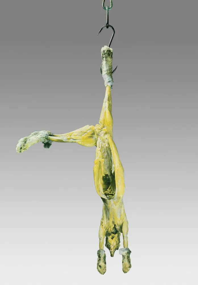 シルクスクリーン Pistoletto - Coniglio