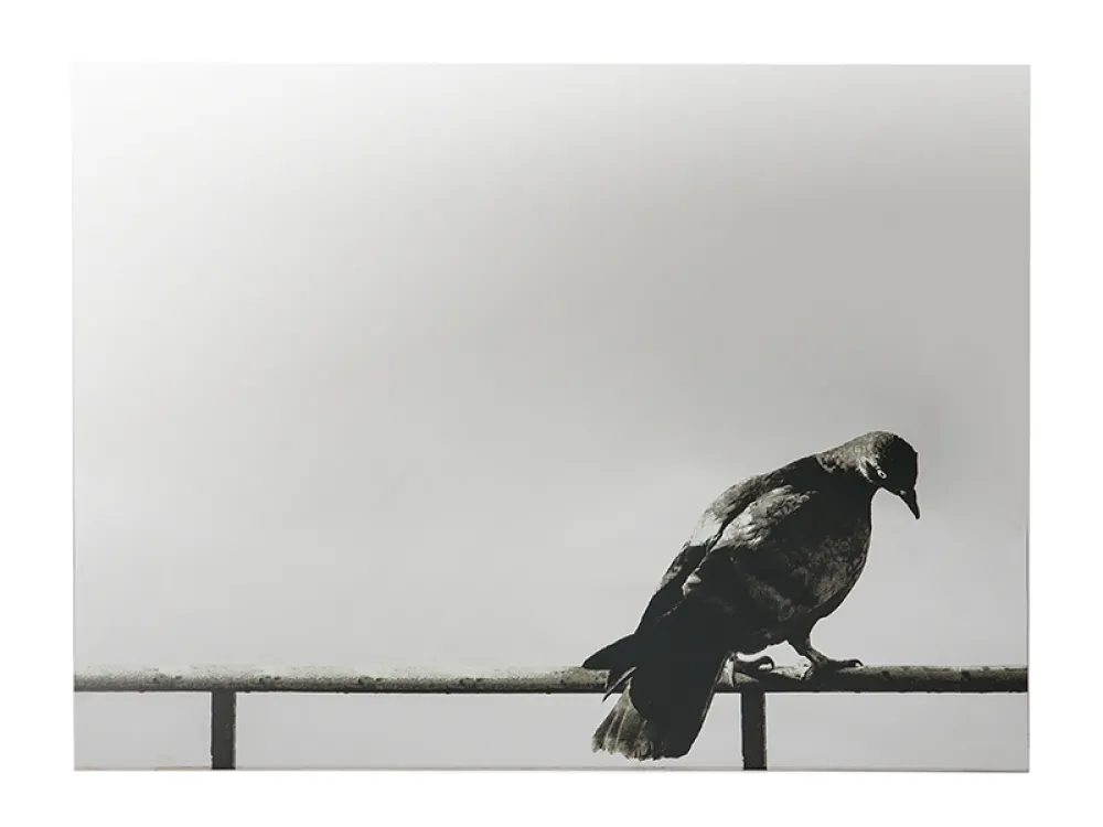 シルクスクリーン Pistoletto - La Colomba