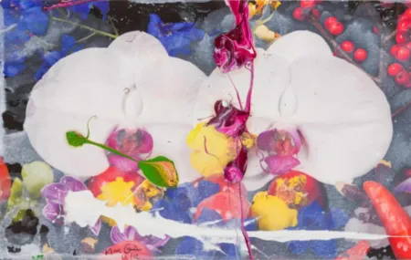 多数の Quinn - Orchids