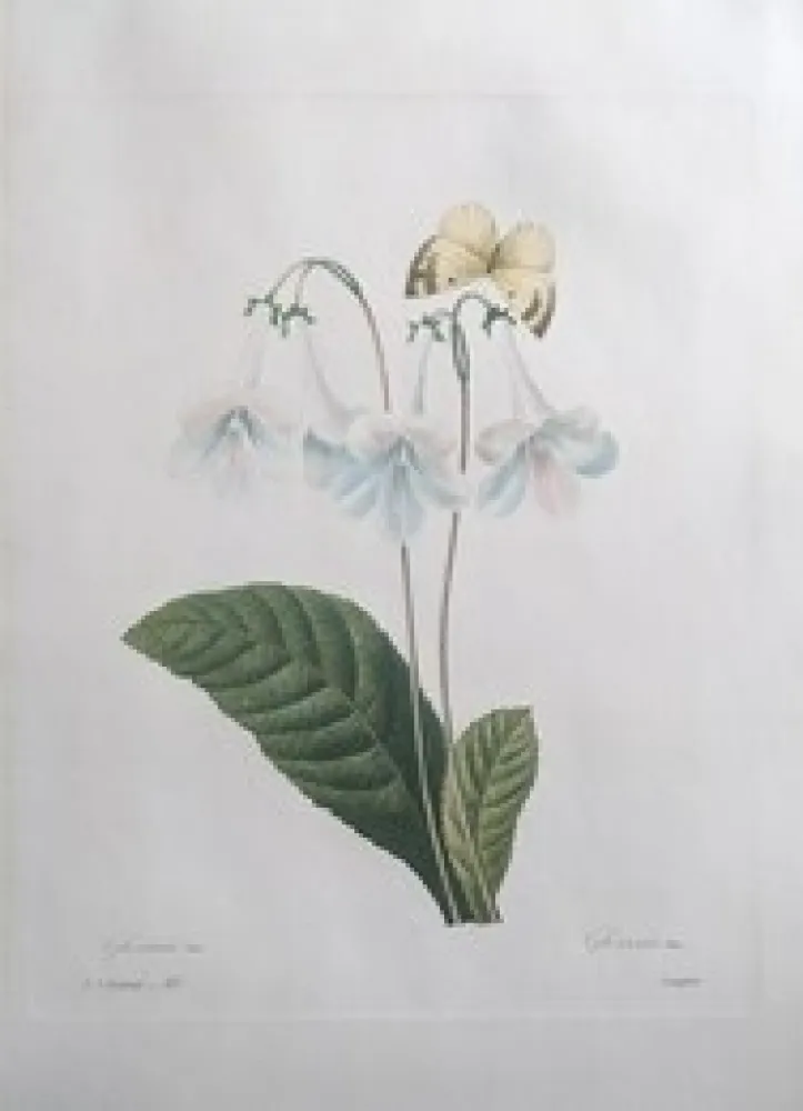 エッチング Redouté - Gloxinie / Gloxinis