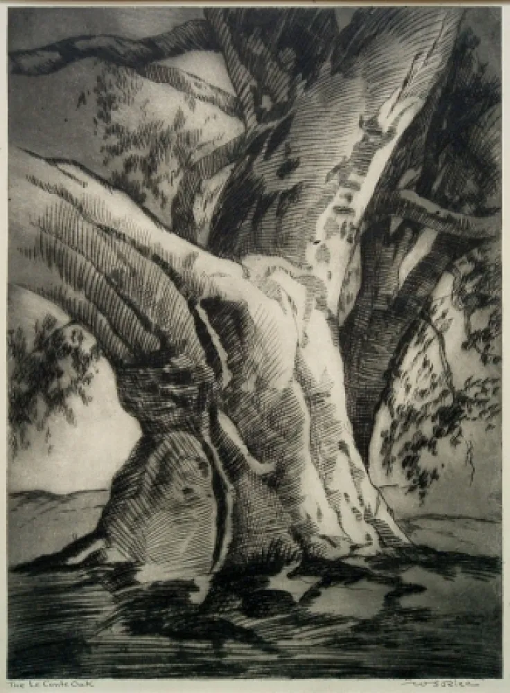 ポイントーセッシュ Rice - The Le Conte Oak