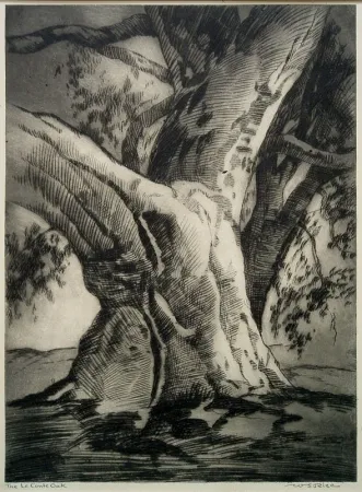 ポイントーセッシュ Rice - The Le Conte Oak