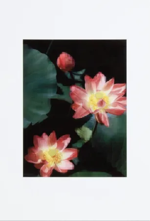 技術的なありません Ruff - Lotus Flower