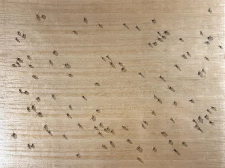 シルクスクリーン Ruscha - Cockroaches from the Insects Portfolio