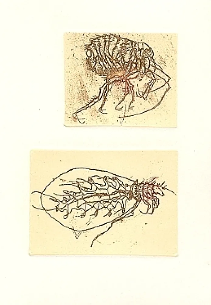 挿絵入り本 Saroni - Insettario