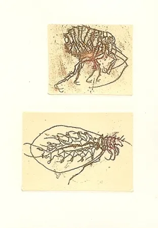 挿絵入り本 Saroni - Insettario