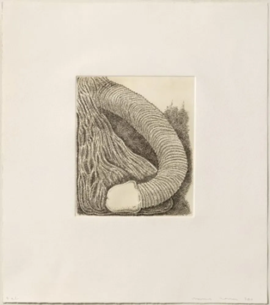 彫版 Siena - Membre