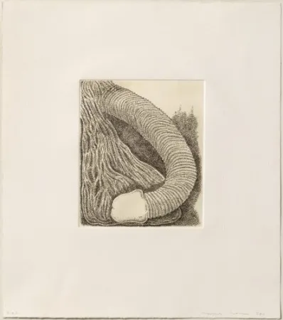 彫版 Siena - Membre