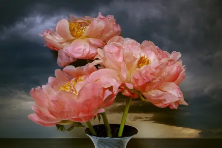 写真 Sills - Coral Peonies Northumberland Strait