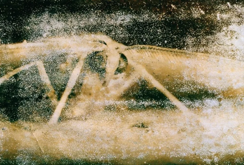 写真 Starn - Atractted to Light 19 (Ephemera)