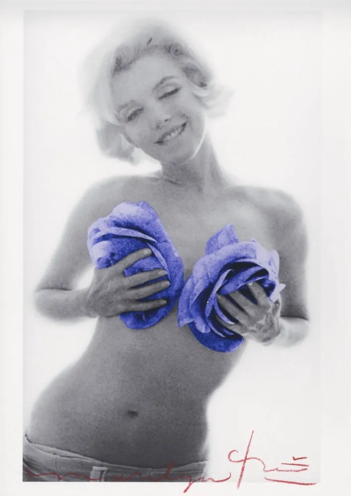 多数の Stern - Marilyn Monroe purple wink roses