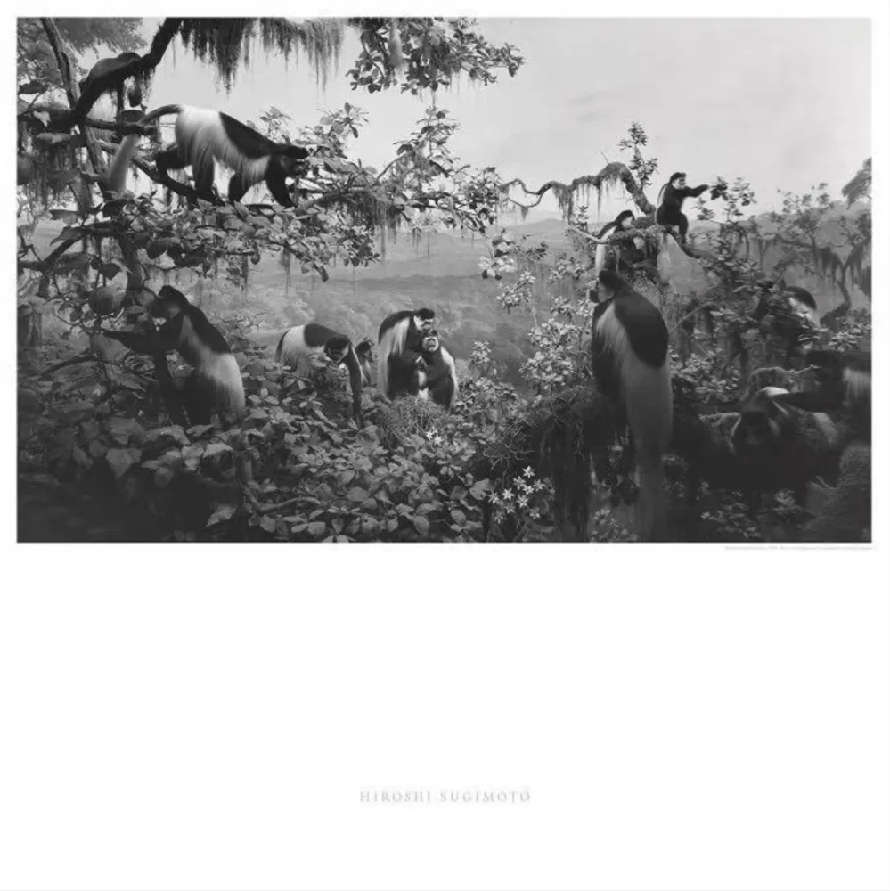 オフセット Sugimoto - Abyssinian Colobus
