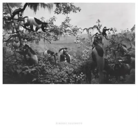 オフセット Sugimoto - Abyssinian Colobus