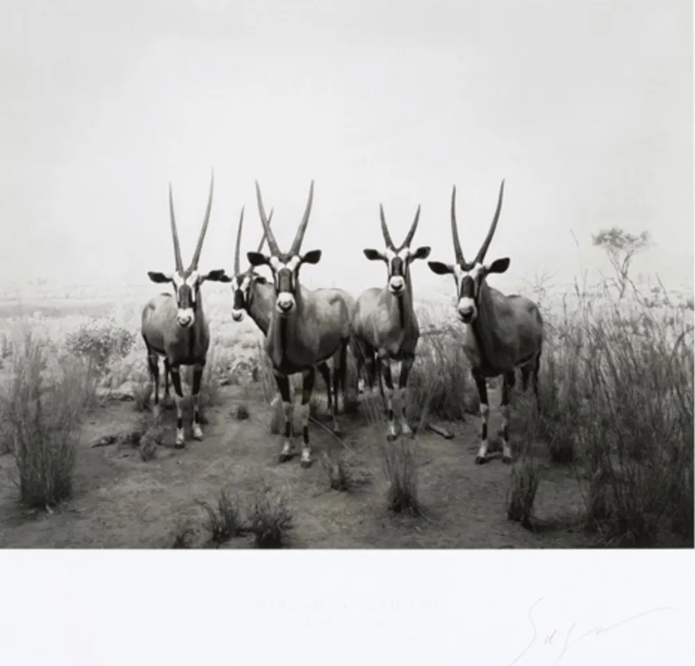 オフセット Sugimoto - Gemsbok (End of Time exhibition poster)