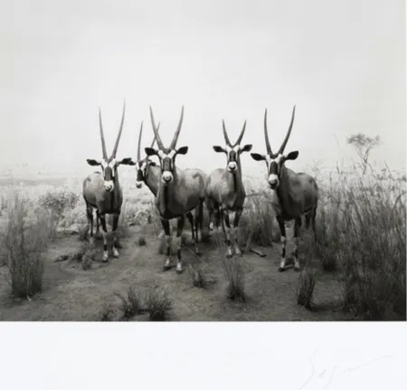 オフセット Sugimoto - Gemsbok (End of Time exhibition poster)