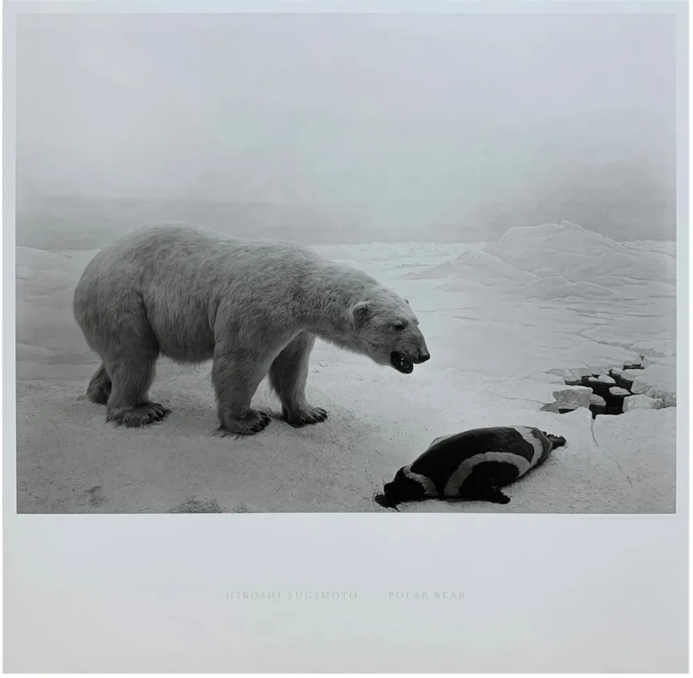 多数の Sugimoto - Polar Bear