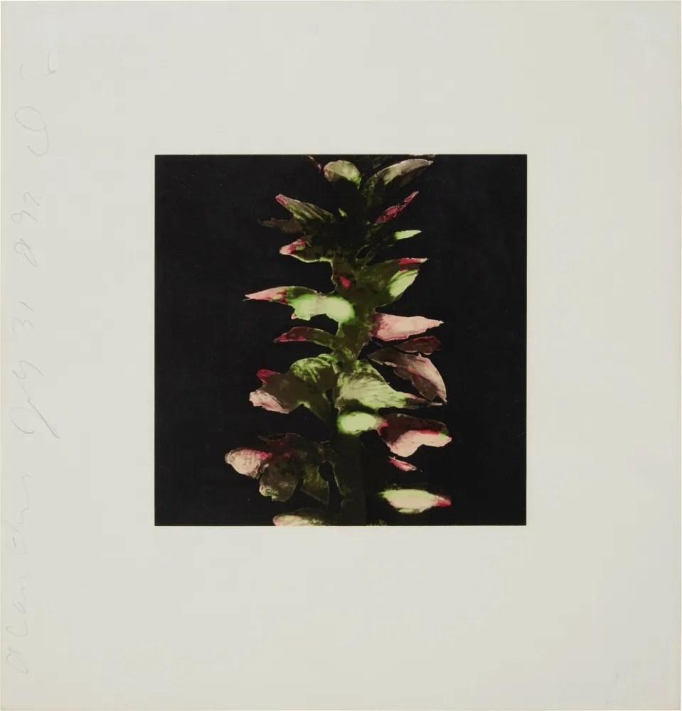 シルクスクリーン Sultan - Acanthus from Fruits and Flowers