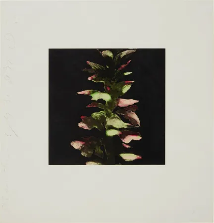 シルクスクリーン Sultan - Acanthus from Fruits and Flowers