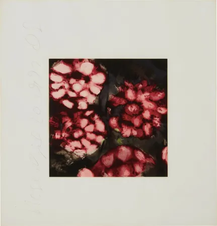 シルクスクリーン Sultan - Roses from Fruits and Flowers