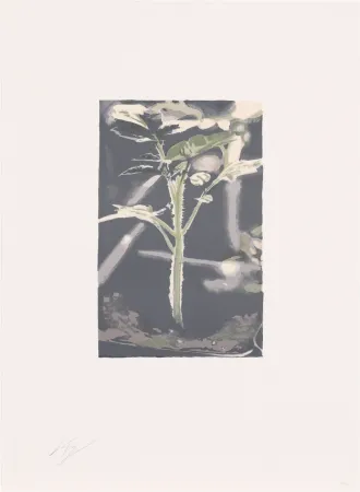 リトグラフ Tuymans - Gene