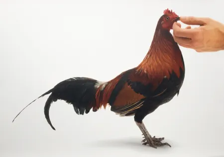 多数の Vanmechelen - Feeding Chicken