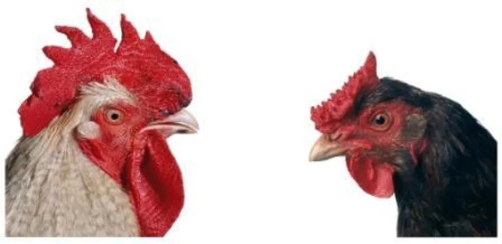 多数の Vanmechelen - Mechelse Bresse (M) x English Redcap (F)