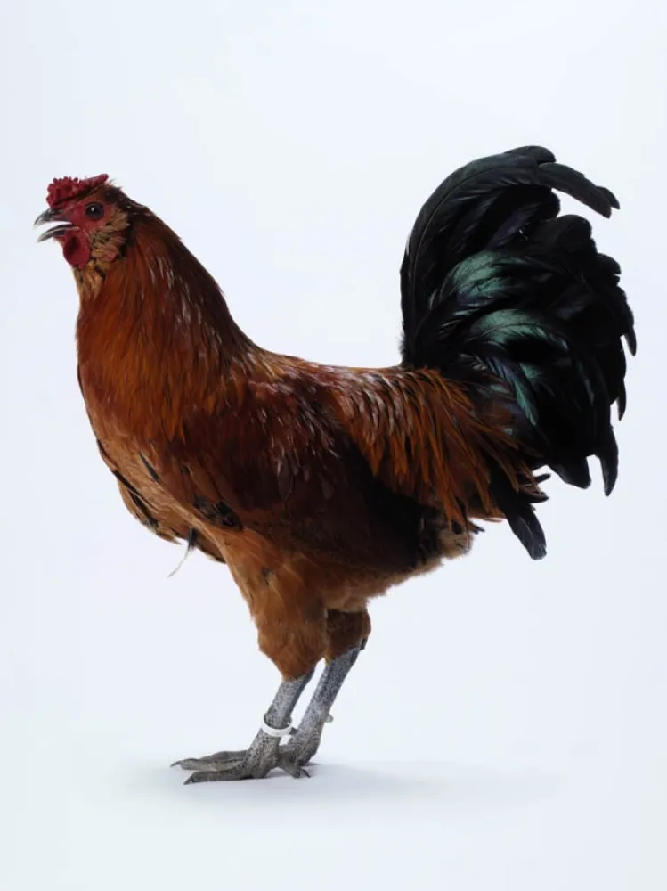 多数の Vanmechelen - Mechelse Owlbeard