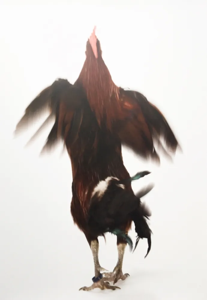 多数の Vanmechelen - Running Chicken