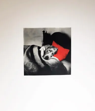 彫版 Wegman - Cinderella Sleeping