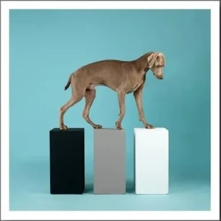 写真 Wegman - DOG 