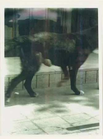 多数の Wool - Untitled