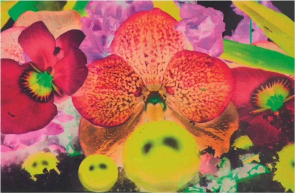 多数の Quinn - Sepas Mous