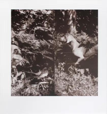 リトグラフ Wegman - Untitled